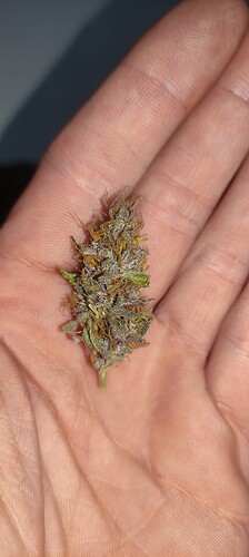 Growreport Bild 3
