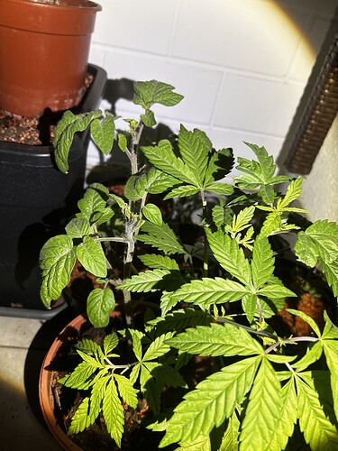 Growreport Bild 40