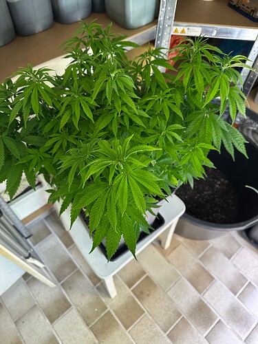 Growreport Bild 50