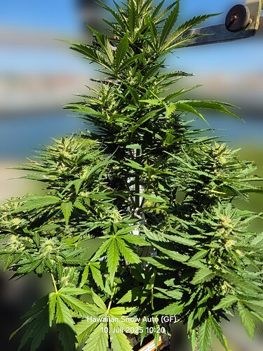 Hawaiian Snow Auto (Ganja Farmer)