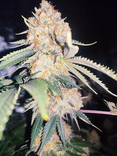 Growreport Bild 55