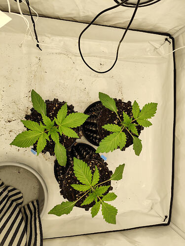 Growreport Bild 4
