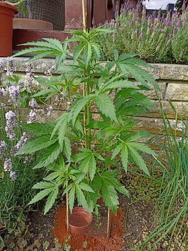 WhatsApp Bild 2025-06-25 um 18.04.07_166cb738