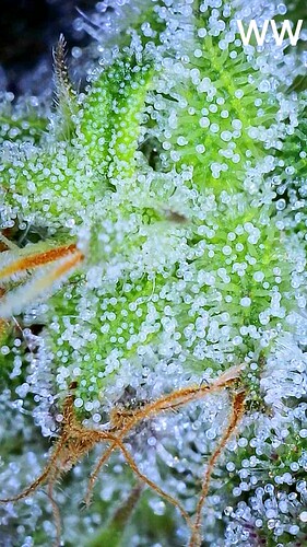 Growreport Bild 5
