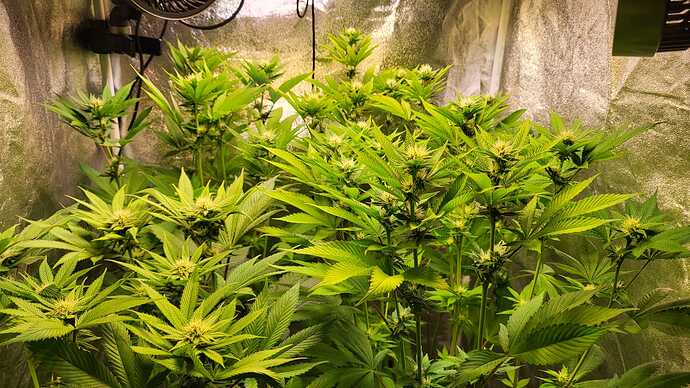 Mehrere Cannabis-Pflanzen in der frühen Blütephase in einem Growzelt mit reflektierenden Wänden.