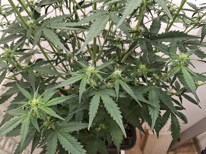 Growreport Bild 100