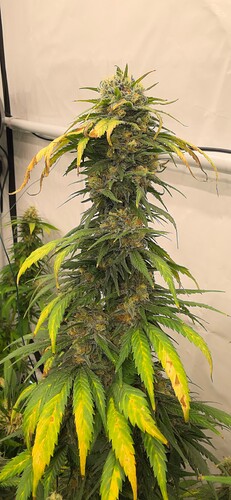 Growreport Bild 2