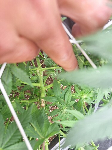 Growreport Bild 3