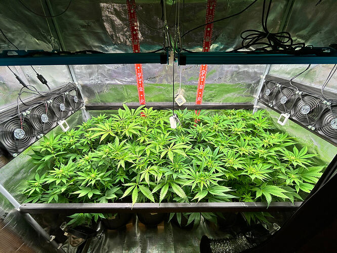 Blick in ein Growzelt mit vier Cannabis-Pflanzen in der frühen Blütephase unter LED-Beleuchtung.