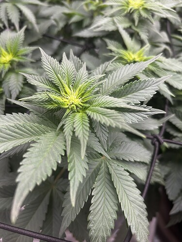 Growreport Bild 2