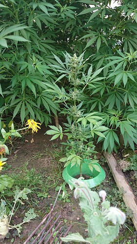 Growreport Bild 16