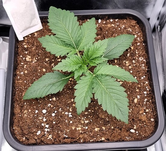 Growreport Bild 1