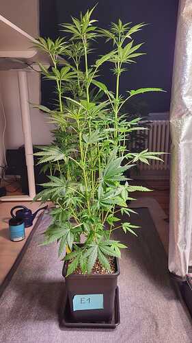 Growreport Bild 21