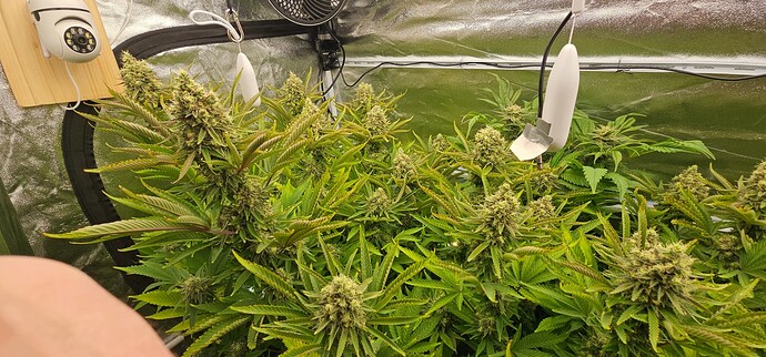 Growreport Bild 18