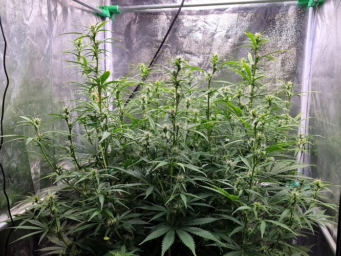 Growreport Bild 6
