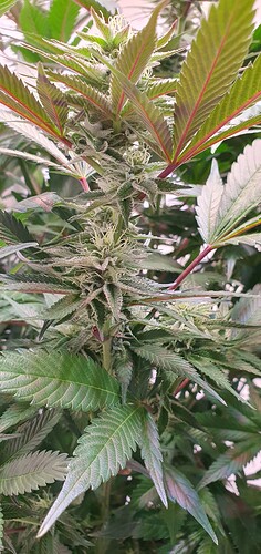 Growreport Bild 4