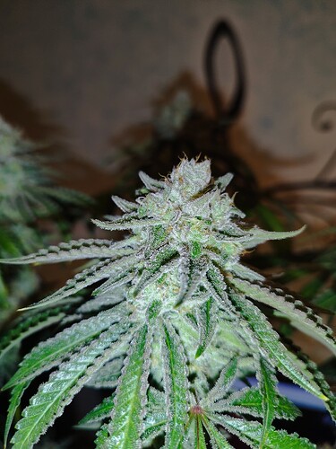 Growreport Bild 13