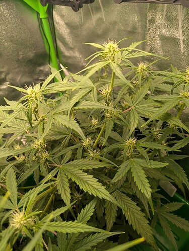 Growreport Bild 20