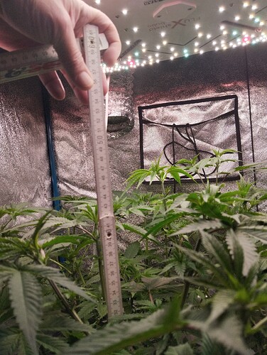 Growreport Bild 8