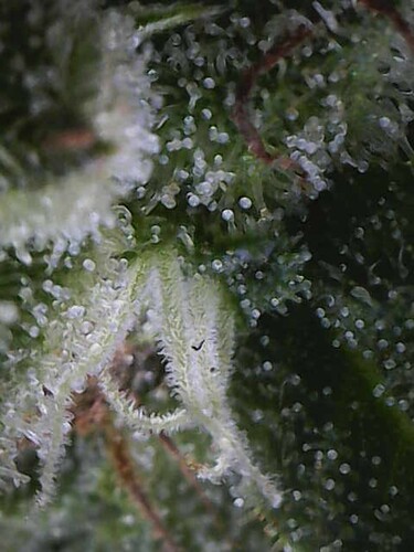 Growreport Bild 28
