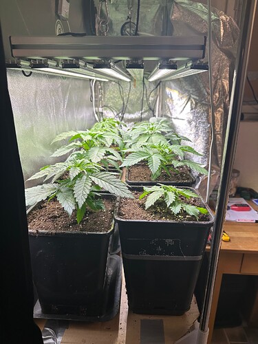 Growreport Bild 17