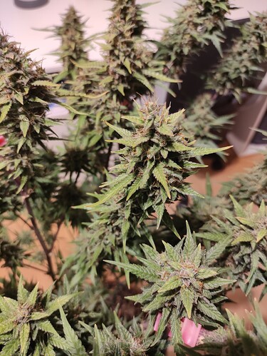 Growreport Bild 14