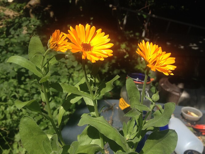 Grow25_0701_Ringelblume