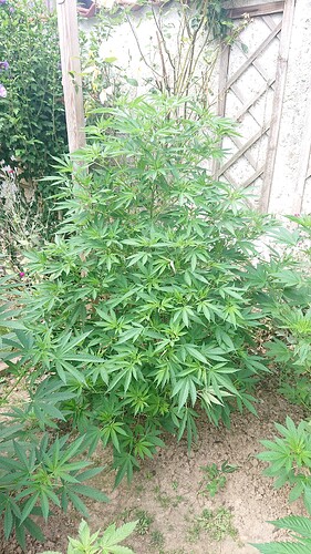 Growreport Bild 91