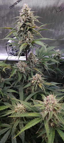 Growreport Bild 38