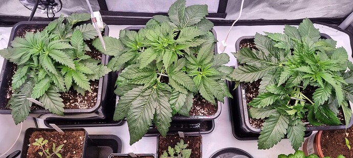 Growreport Bild 3