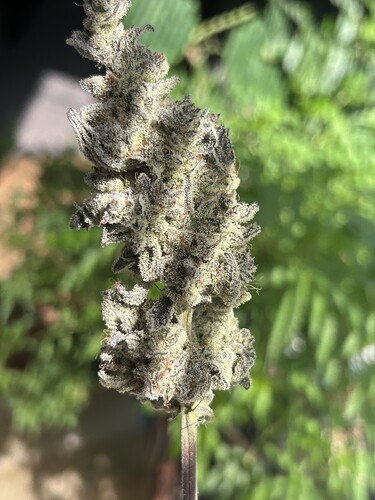 Growreport Bild 5