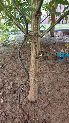 Growreport Bild 3
