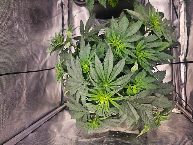 Growreport Bild 38