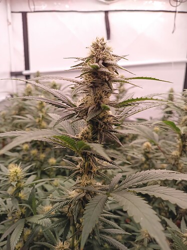 Growreport Bild 67
