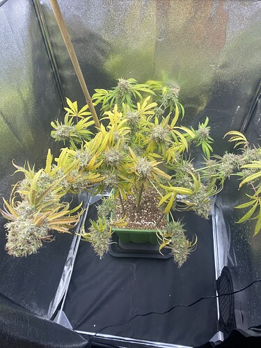 Growreport Bild 6