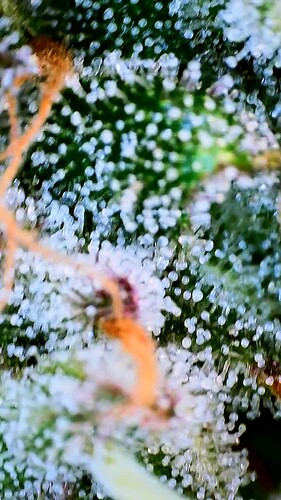 Growreport Bild 14