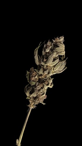 Growreport Bild 56