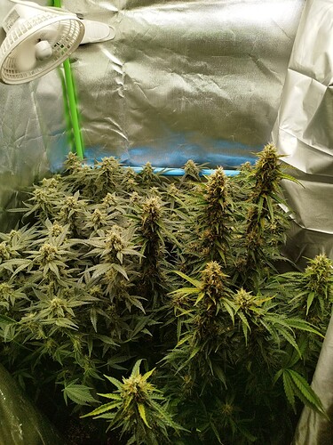 Growreport Bild 6