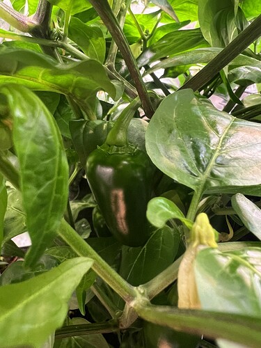 Growreport Bild 38