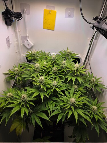 Growreport Bild 2