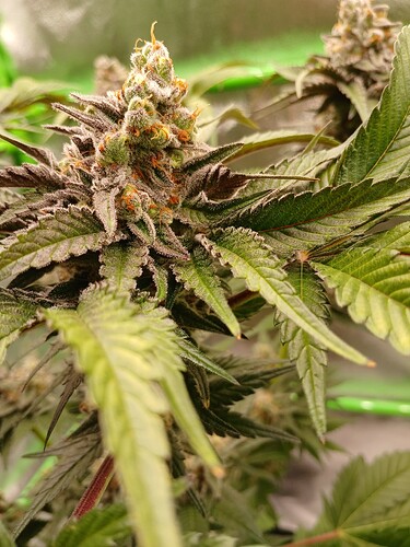 Growreport Bild 8