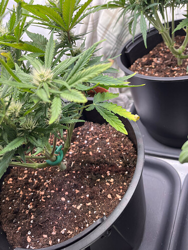 Growreport Bild 28