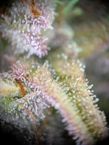 Growreport Bild 2