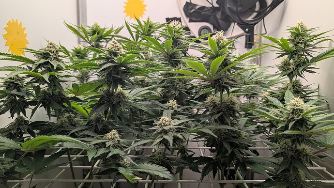 Growreport Bild 8