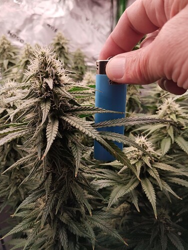 Growreport Bild 15