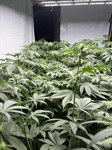 Growreport Bild 31