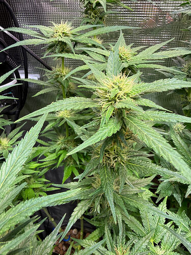 Growreport Bild 37