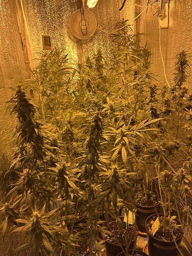 Growreport Bild 1
