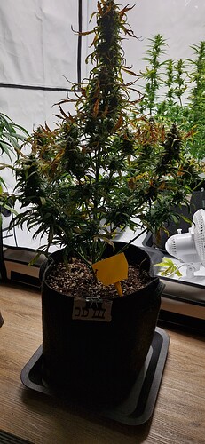 Growreport Bild 9