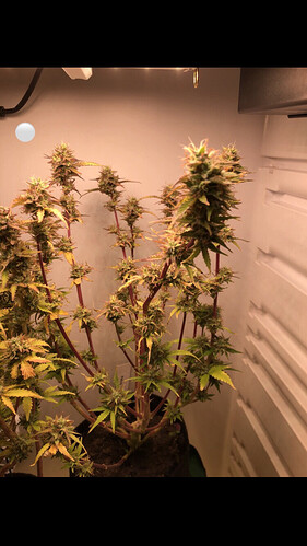 Growreport Bild 29